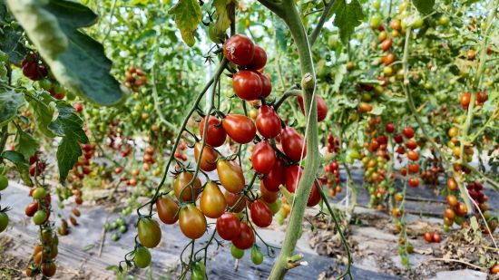 哈拉海農場 棚外清風添涼意，棚內果蔬滿架慶豐收