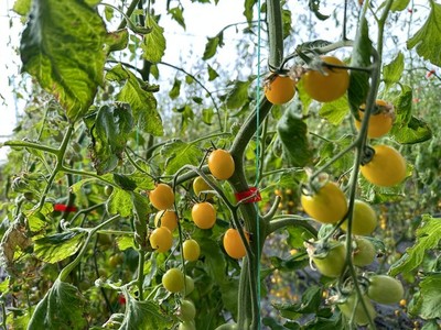 冰天雪地中的'桃花源' 苗木種植結碩果