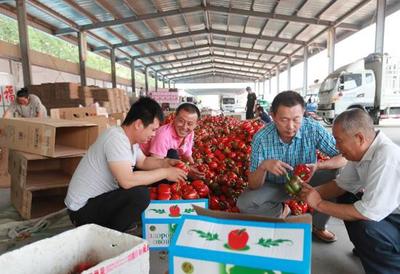 看！大棚果蔬發展新方向 苗木種植的崛起與未來