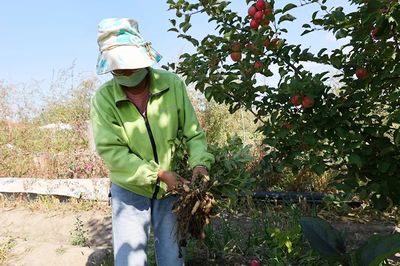 布爾津鎮 果蔬豐收采摘忙，增收致富助振興