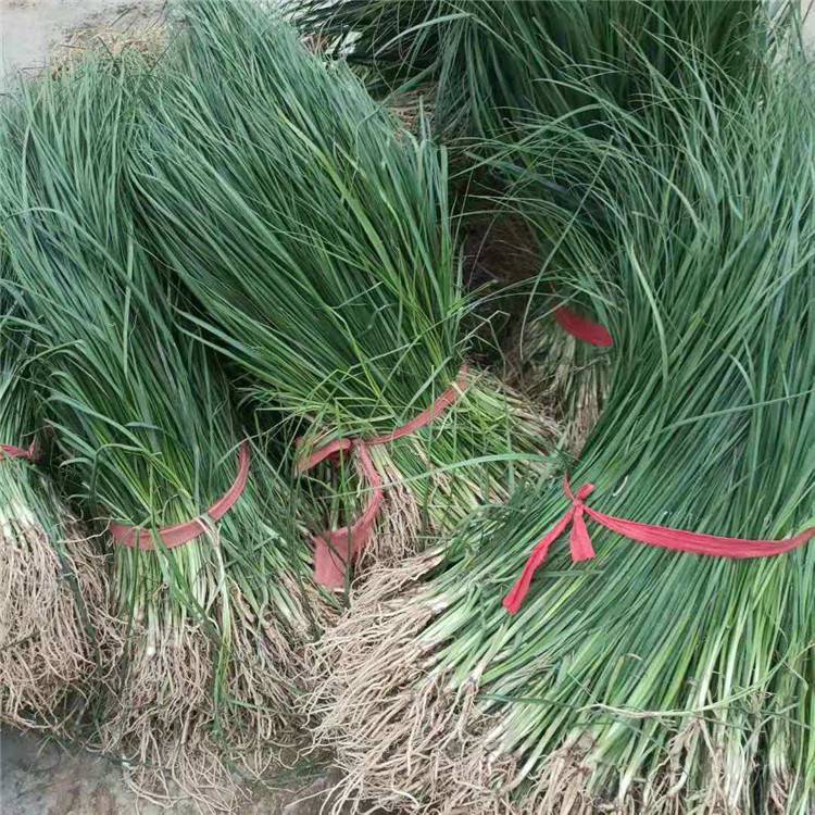 勇泰中藥材 知母秧苗產(chǎn)地直發(fā)，品質(zhì)精選助力高效種植